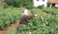 DÜNYA EKONOMİSİ - Isparta'da Gül Çiçeği Alım Fiyatı Belli Oldu