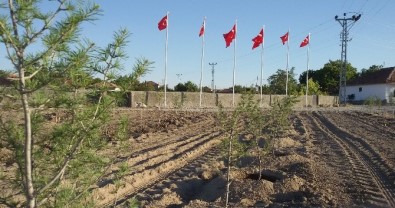 Şefaatli Alifakılı Köylüleri 15 Temmuz Şehitler Hatıra Ormanı Oluşturdu