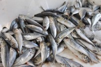 KALAMAR - Afyonkarahisar'da Balık Fiyatları Yüz Güldürüyor