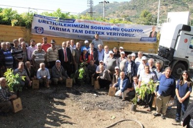 Büyükşehir Belediyesi, Üreticilere Bin 400 Adet Avokado Fidanı Dağıttı