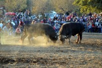 VEHBI BAKıR - Datça'da Boğalar Spor Yararına Güreşti