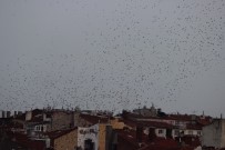 KUŞ SÜRÜSÜ - Eskişehir Semalarında Kuşların Dansı Büyüledi