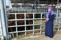 DEREDOLU - Kelkit Ve Şiran'da Ki Genç Çiftçilerin Koyunları Dağıtıldı