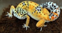 GÖZ KAPAĞI - Leopard Gecko, Adrenalin Dünyasında