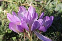 Erzurum'da Kar Çiçekleri Açtı