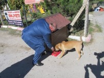SOKAK KÖPEKLERİ - Han İlçesi Sokak Hayvanlarına Sahip Çıkıyor
