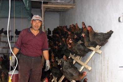 Hobi Olarak Başladı, Tavuk Çiftliği Kurdu