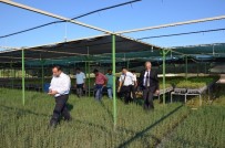 Mersin'de Endüstriyel Ağaçlandırmada 2017 Hedefi 172 Bin Fidan