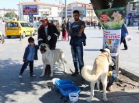 HAYVAN BARINAĞI - Sivas'ta Hayvanları Koruma Günü Etkinliği