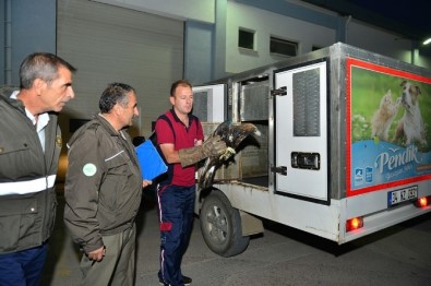 Yaralı Kartal, Hayvanları Koruma Günü'nde Pendik'e Sığındı