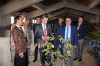 Çiftçilere Ceviz Fidanı Dağıtıldı