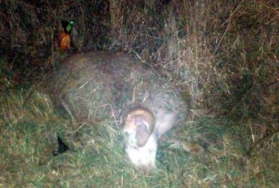 Hayrabolu'da Cip Koyun Sürüsüne Çarptı Açıklaması 1 Kişi Öldü, 7 Koyun Telef Oldu