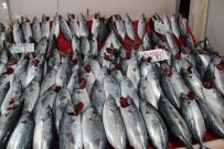 ONSEKIZ MART ÜNIVERSITESI - Palamutta tehlike çanları çalıyor