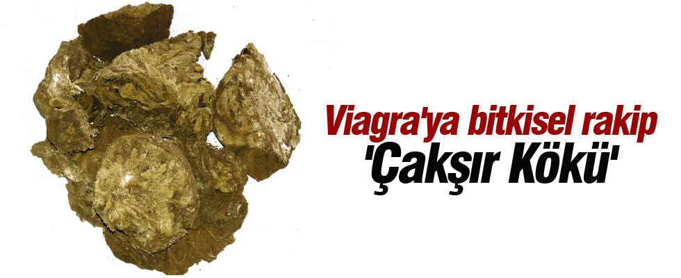 Viagra'ya bitkisel rakip 'Çakşır Kökü'