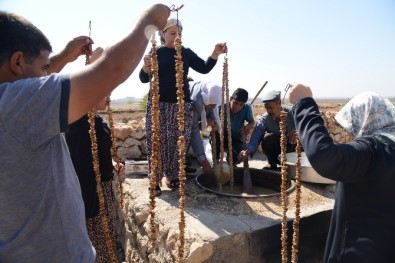 Yaşlılar Ve Gençler Bağbozumunda Buluştu