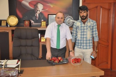 Salçalık Kırmızıbiber Besni'de Yetiştirilecek