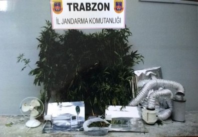 Trabzon'da Özel Düzeneklerle Uyuşturucu Yetiştirilen Eve Baskın Düzenlendi