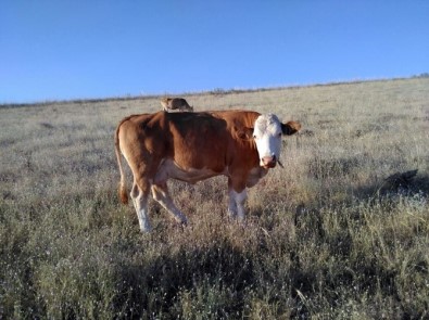 Adilcevaz'da İnek Hırsızlığı