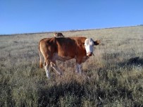 Adilcevaz'da İnek Hırsızlığı