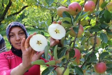 Amasya'da Elma Hasadı Yüz Güldürdü