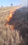 CIHANGAZI - Anız Yangınından Sıçrayan Alevler Ağaçlandırma Sahasındaki Fidanları Kül Etti