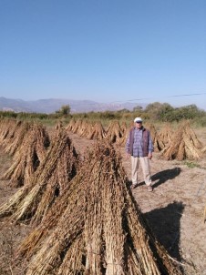 Aydın'da Susam Hasadı Başladı, Üreticiler Domuzlardan Tedirgin