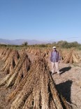 Aydın'da Susam Hasadı Başladı, Üreticiler Domuzlardan Tedirgin