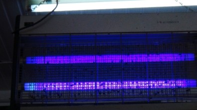 İslahiye'de Karasinek İstilası