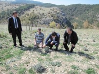 Müdür Gümüş'ten Çiftçilere 'Lavanta Yetiştirin' Tavsiyesi