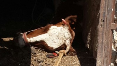 Siverek'te Karantina Uygulaması