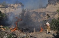 ZEYTİN AĞACI - Antalya'da Korkutan Orman Yangını