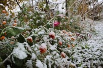 KAR SÜRPRİZİ - Çiçekler Kar Altında