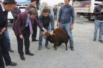 CEMİL SARIOĞLU - Karakoçan'da 26 Çiftçiye Hayvan Hibesi Yapıldı