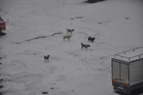 Kars'ta Kar Yağışı Etkili Oluyor