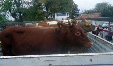 Kırklareli'nde 94 Genç Çiftçiye 564 Adet Büyükbaş Hayvan Teslim Edildi