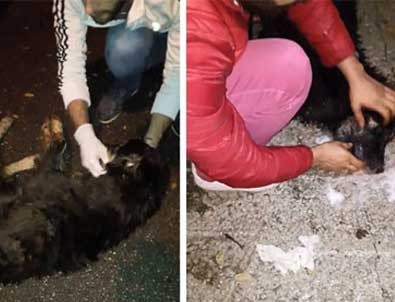 Sapanca'da sokak köpeklerinin zehirlendiği iddiasına açıklama geldi