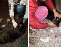 Sapanca'da sokak köpeklerinin zehirlendiği iddiasına açıklama geldi