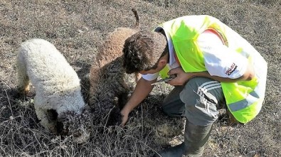 'Trüf Mantarı'nı köpekler buldu, kilosu 3 bin 500 Euro