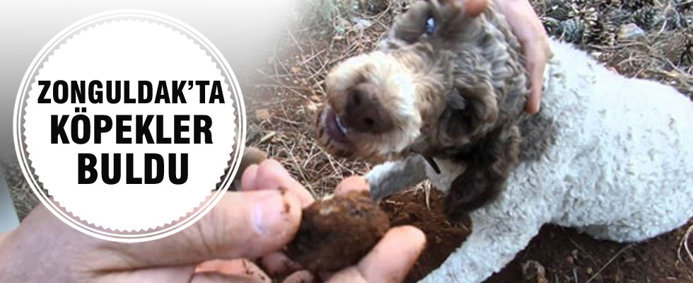 'Trüf Mantarı'nı köpekler buldu, kilosu 3 bin 500 Euro