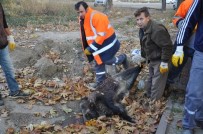 DOMUZ AVI - 10 Kasım törenlerinde domuz leşi şoku!