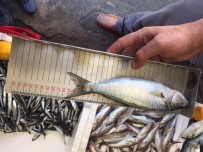 OSMAN AKMAN - Çarşamba'da 1.8 Ton Balığa El Konuldu, 8 Bin TL Ceza Kesildi