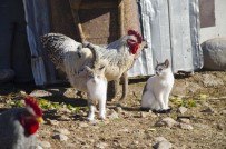 YAVRU KEDİ - Horoz Ve Kedilerin Şaşırtan Dostluğu