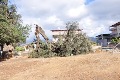 Milas'ta Hortum Bine Yakın Ağaca Zarar Verdi