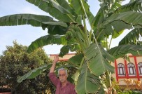 Şanlıurfa'da Muz Üretildi