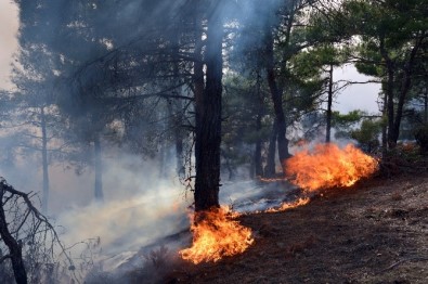 Tokat'ta Orman Yangını Devam Ediyor