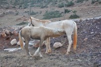 ALTıNÜZÜM - Anne At İle Yaralı Yavrusunun Kavuşma Anı Duygulandırdı