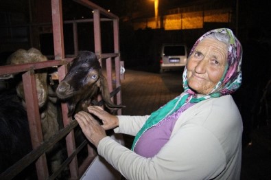 Çalınan Keçilerini Teslim Alan Yaşlı Kadın Duygularına Hakim Olamadı