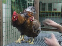 ALI AKGÜN - Süs Tavukları Açık Artırmayla Satıldı