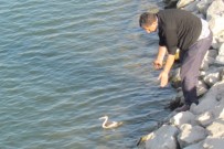 KEBAN BARAJI - Tedavisi Yapılan Yaralı Bahri Kuşu Doğaya Bırakıldı