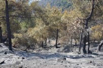 CEVDET CAN - Tokat'ta 90 Hektar Orman Kül Oldu